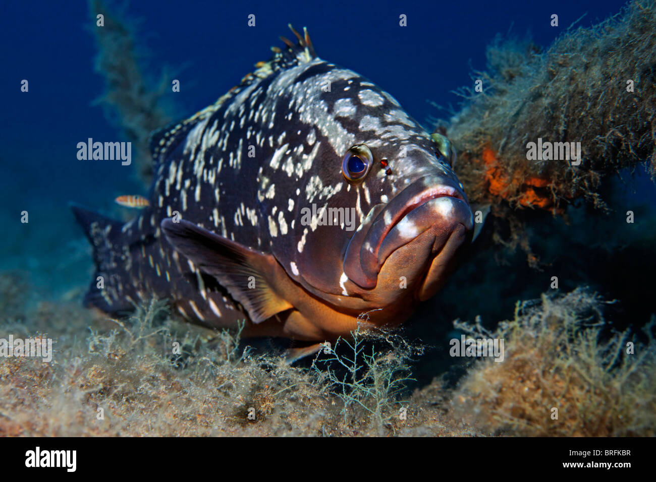 dusky-grouper-epinephelus-marginatus-at-the-zenobia-ship-wreck