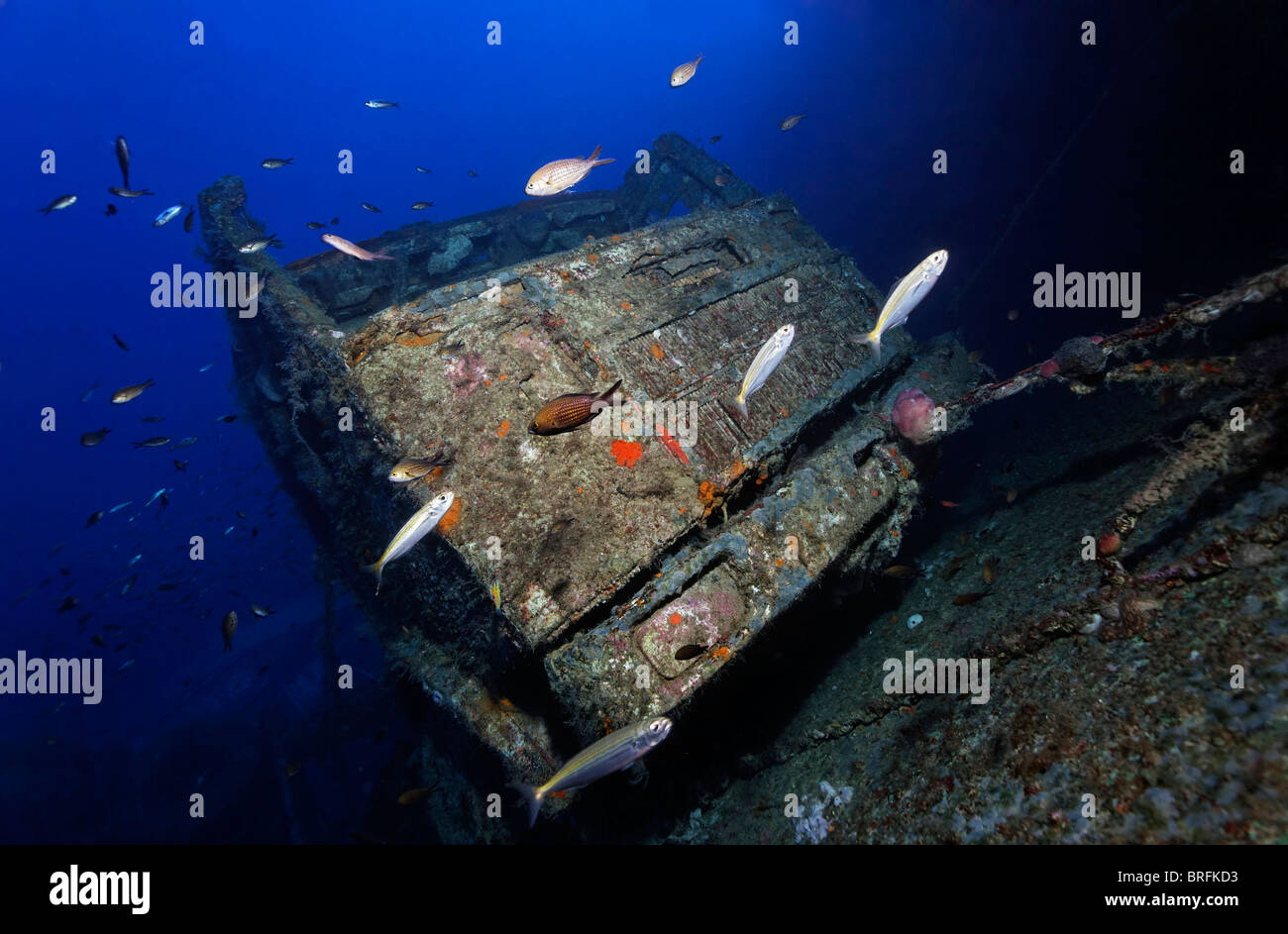 Fish swimming in front of an overcrusted drivers cab from a truck, at the Zenobia ship wreck, Cyprus, Asia, Mediterranean Sea Stock Photo