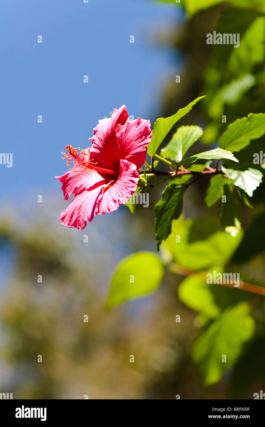 Pink hibiscus hawaii hi-res stock photography and images - Alamy