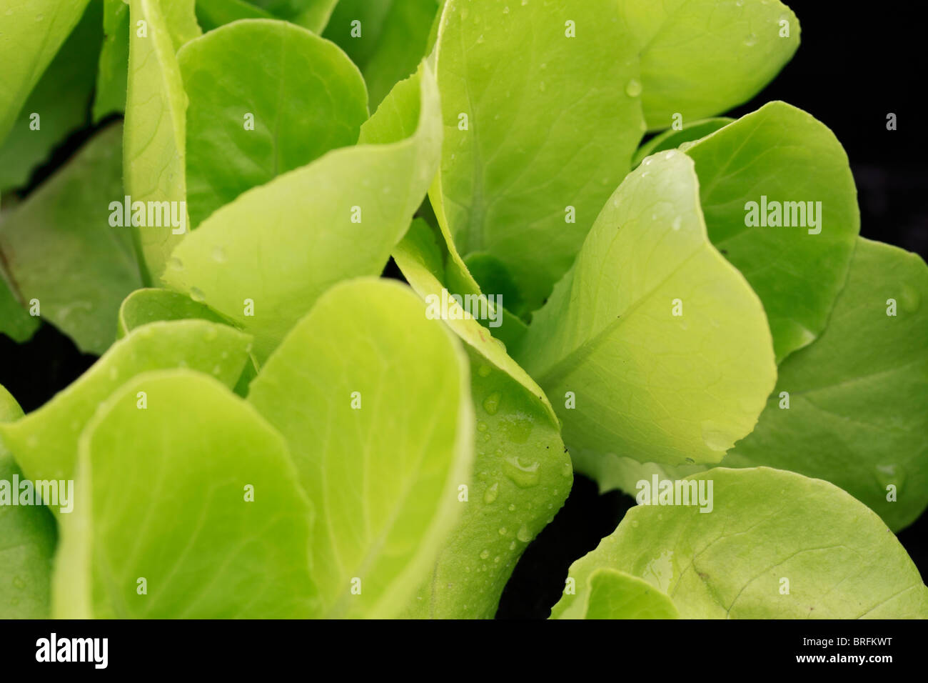 Butterhead lettuce, Lettuce (Lactuca sativa) is a temperate annual or biennial plant of the