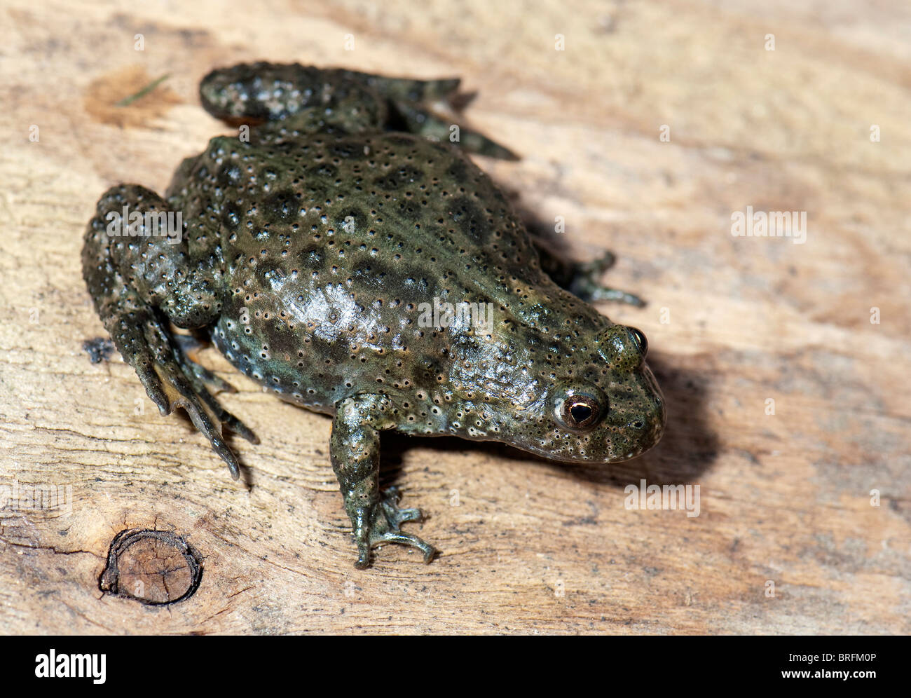 European Fire-bellied Toad (Bombina bombina) on wood. Stock Photo