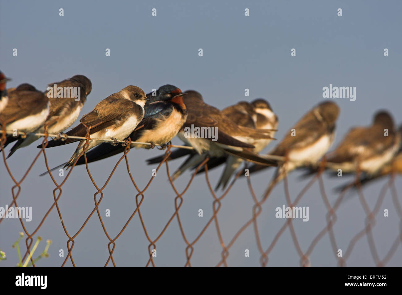 Shiny Riparia Sand Martin Riparia riparia Stock Photo - Alamy