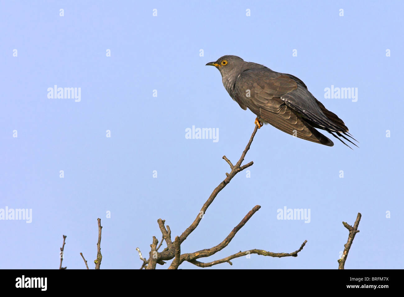 where-do-cuckoo-birds-live-hi-res-stock-photography-and-images-alamy