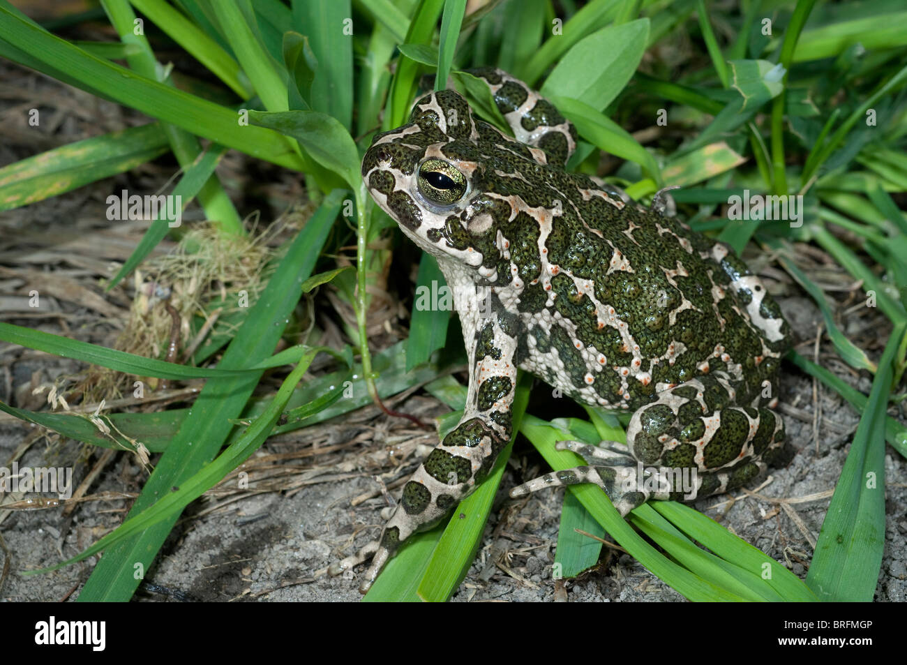 European Green Toad (Bufo viridis) on soil near grass. Stock Photo