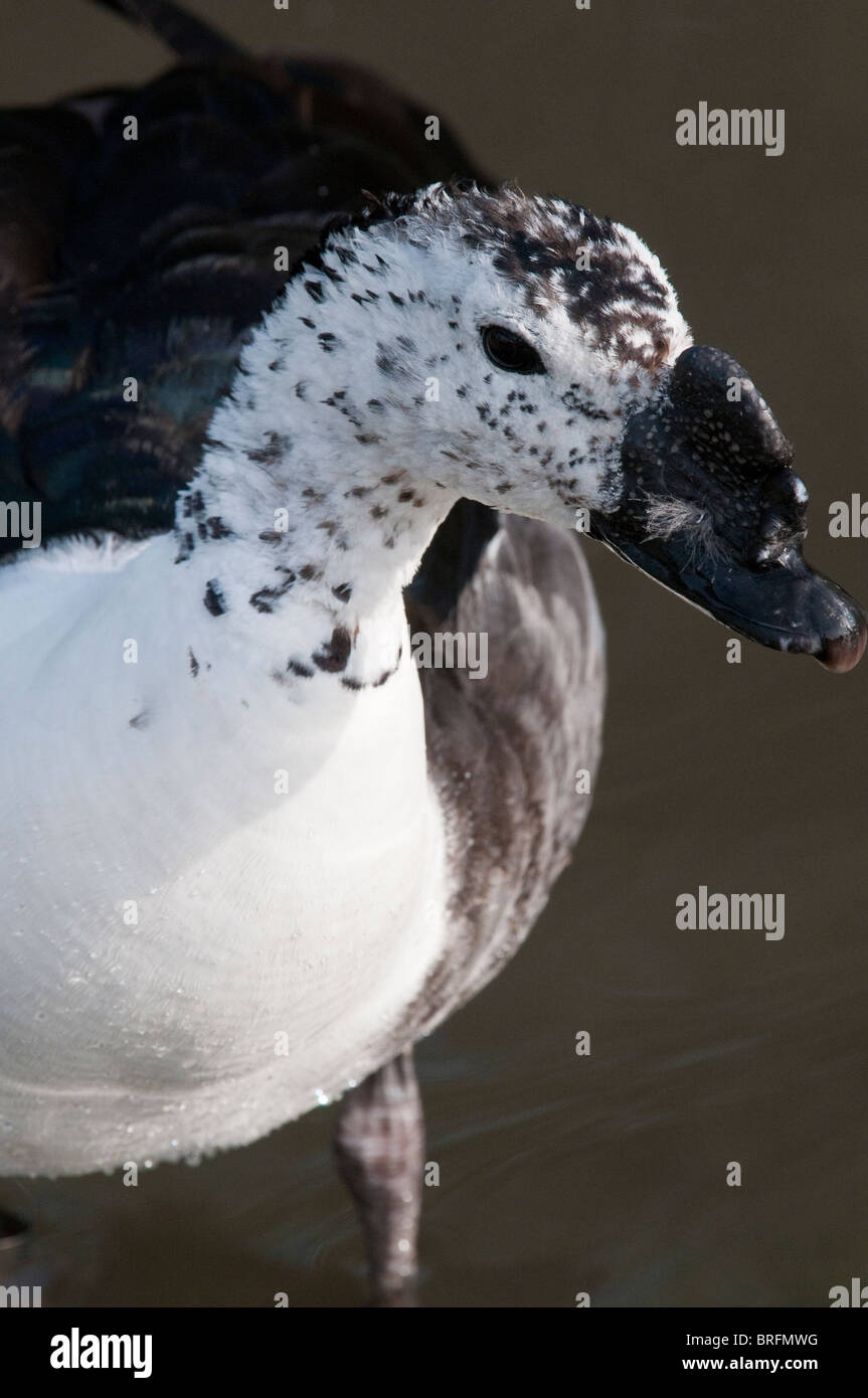 unmistakable Knob-billed or Comb Duck male (sarkidiornis melanotos) Stock Photo