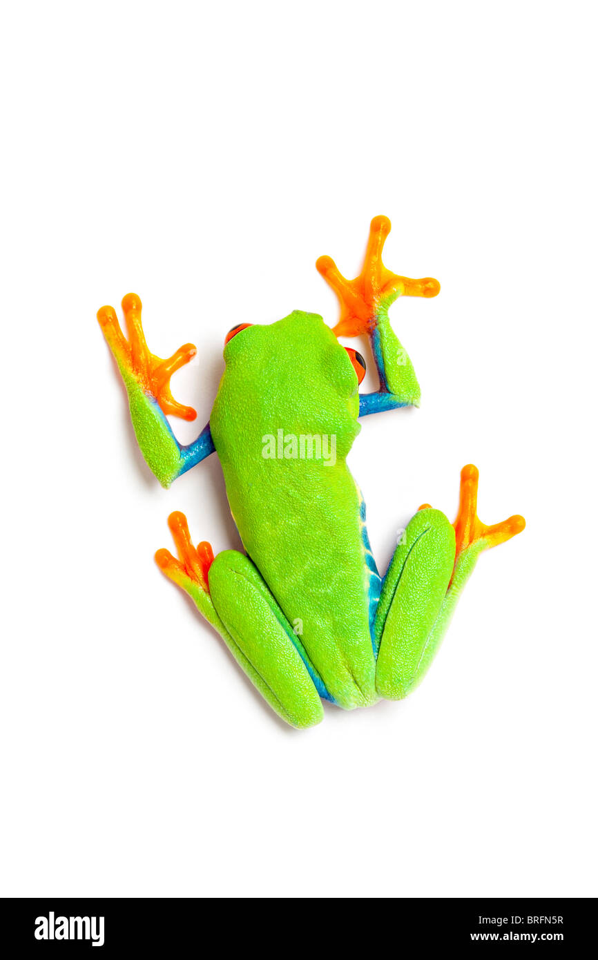 frog isolated on white top view of a redeyed tree frog (Agalychnis