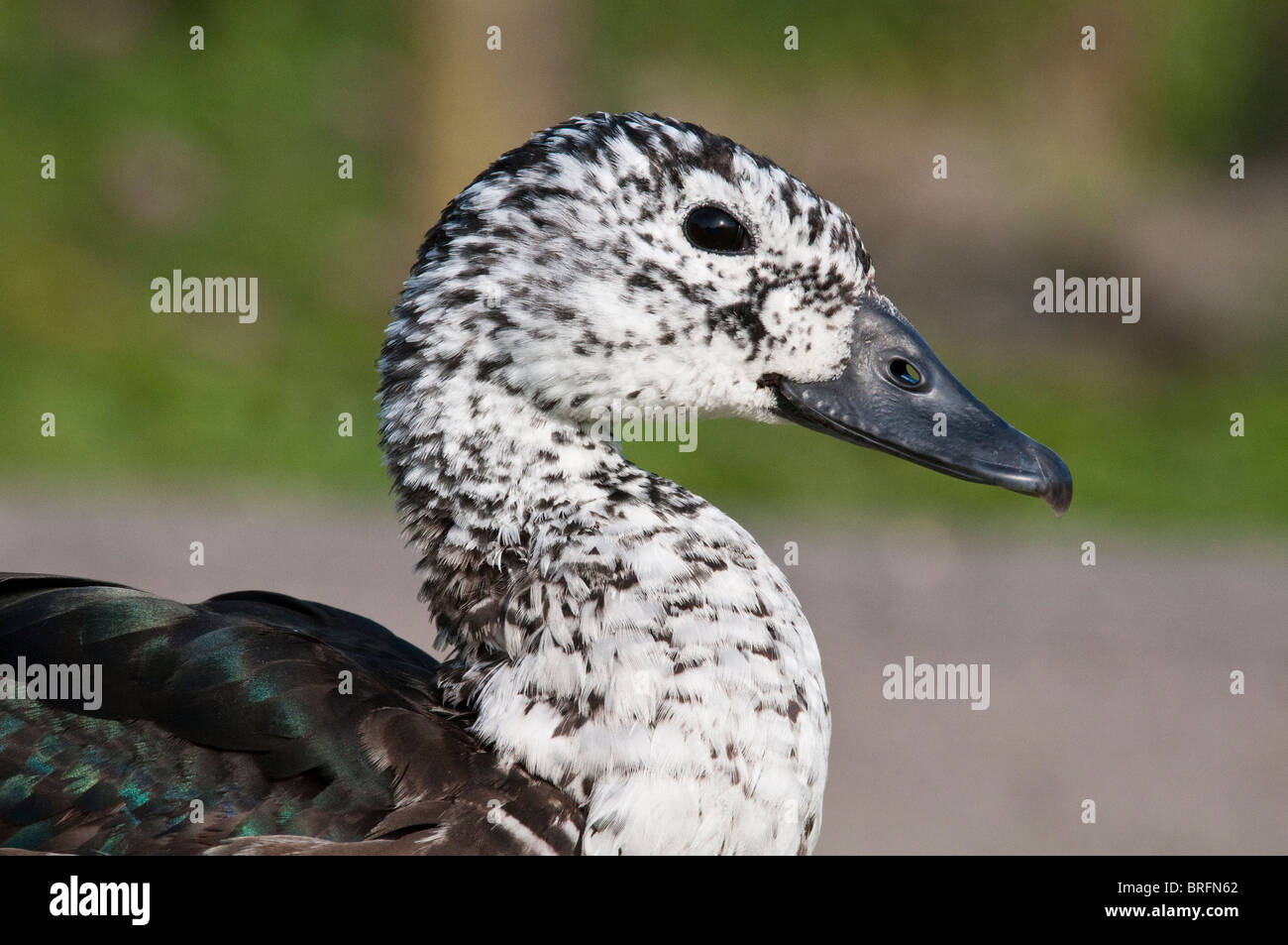 Female knob-billed or Comb Duck, Gloucestershire, UK Stock Photo