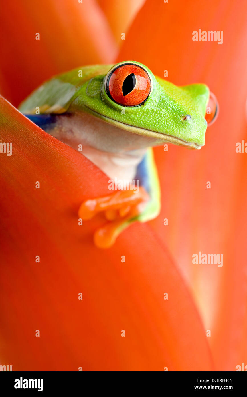 frog in a plant - red-eyed tree frog peeking out from a guzmania. closeup, focus on eye. Stock Photo