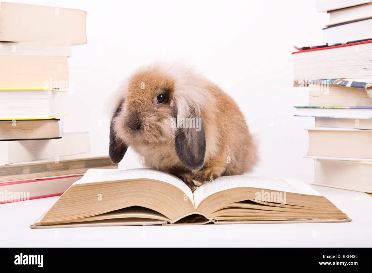 Animal reading book rabbit hi-res stock photography and ...