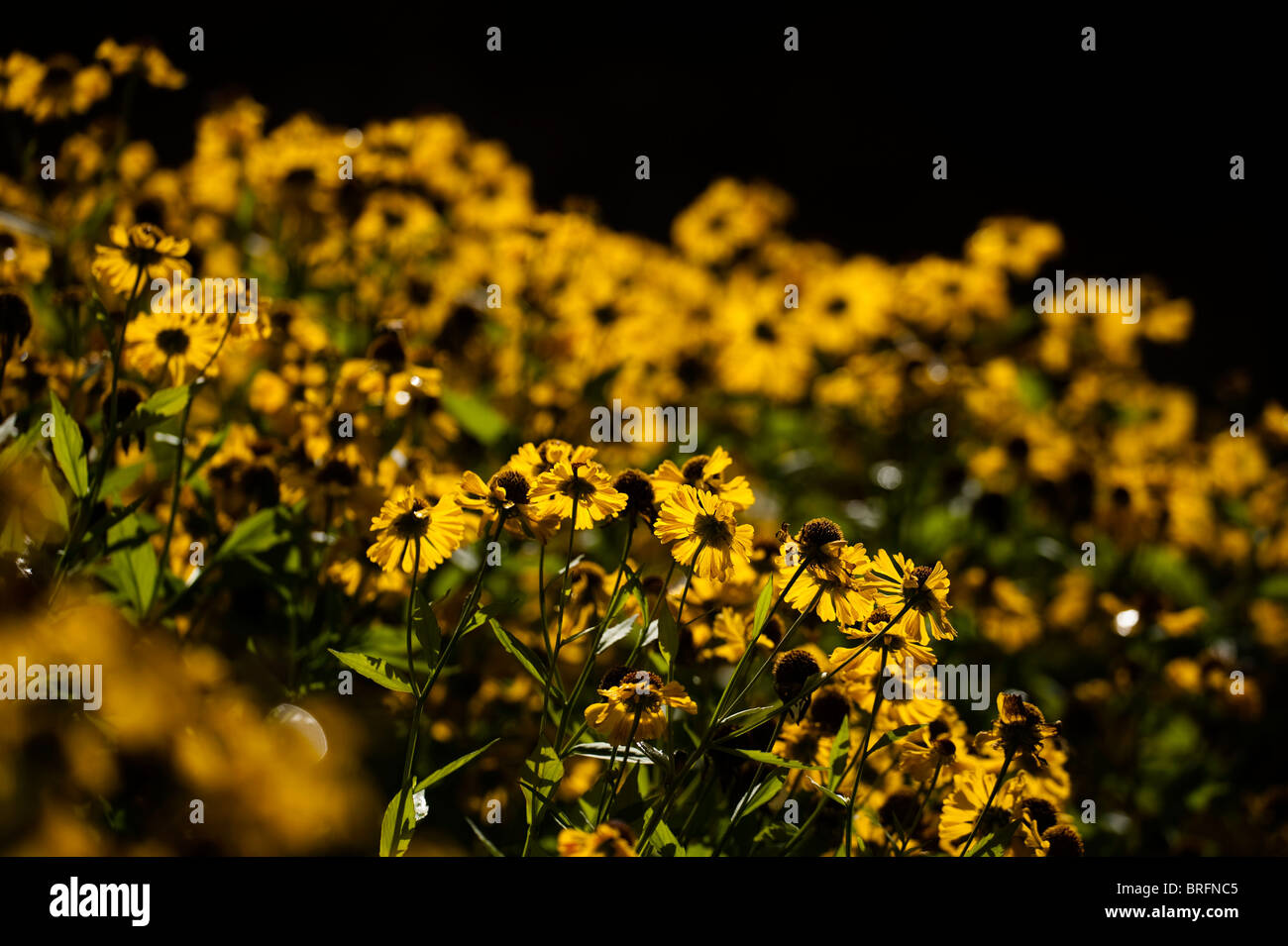 Helenium ‘Riverton Beauty’ in flower Stock Photo