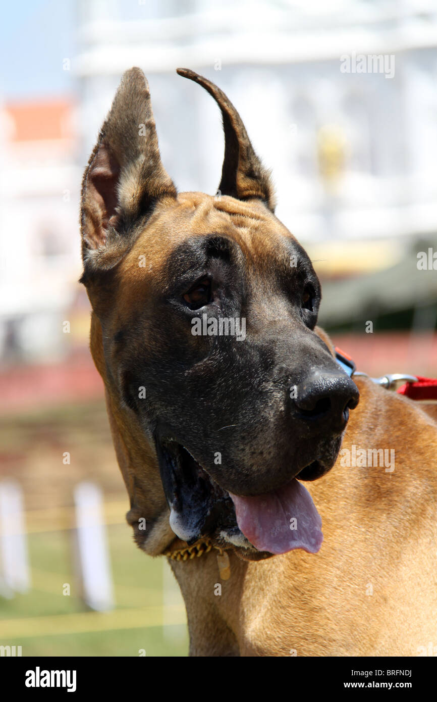 Great Dane at the 23rd All India Open Dog Show held at ChandraSekharan Nair Stadium, Thiruvananthapuram, Kerala, India Stock Photo