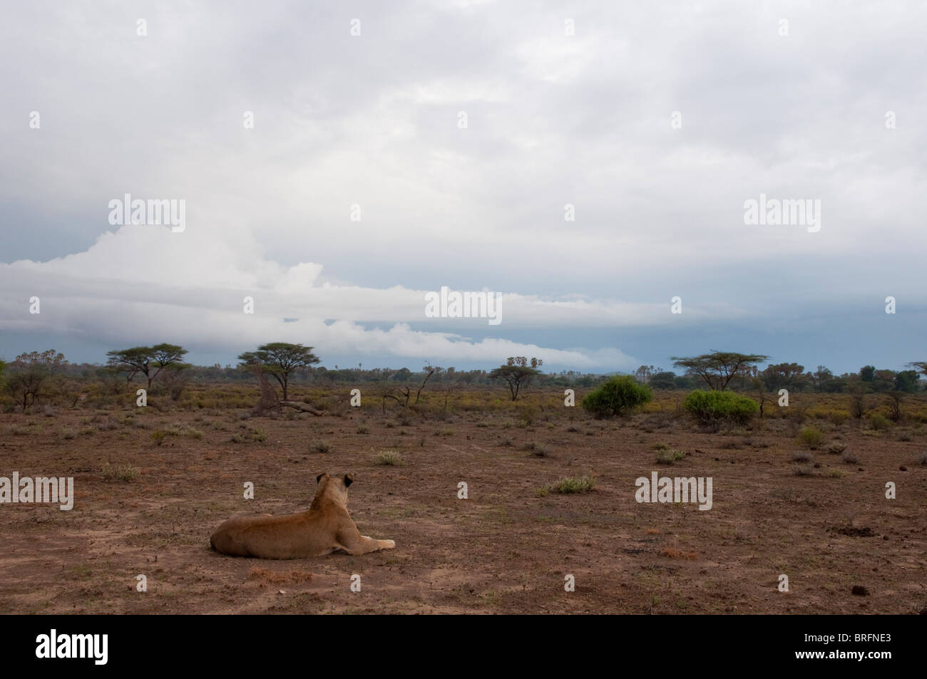 Lioness (Panthera leo), Samburu National Park, Kenya Stock Photo - Alamy