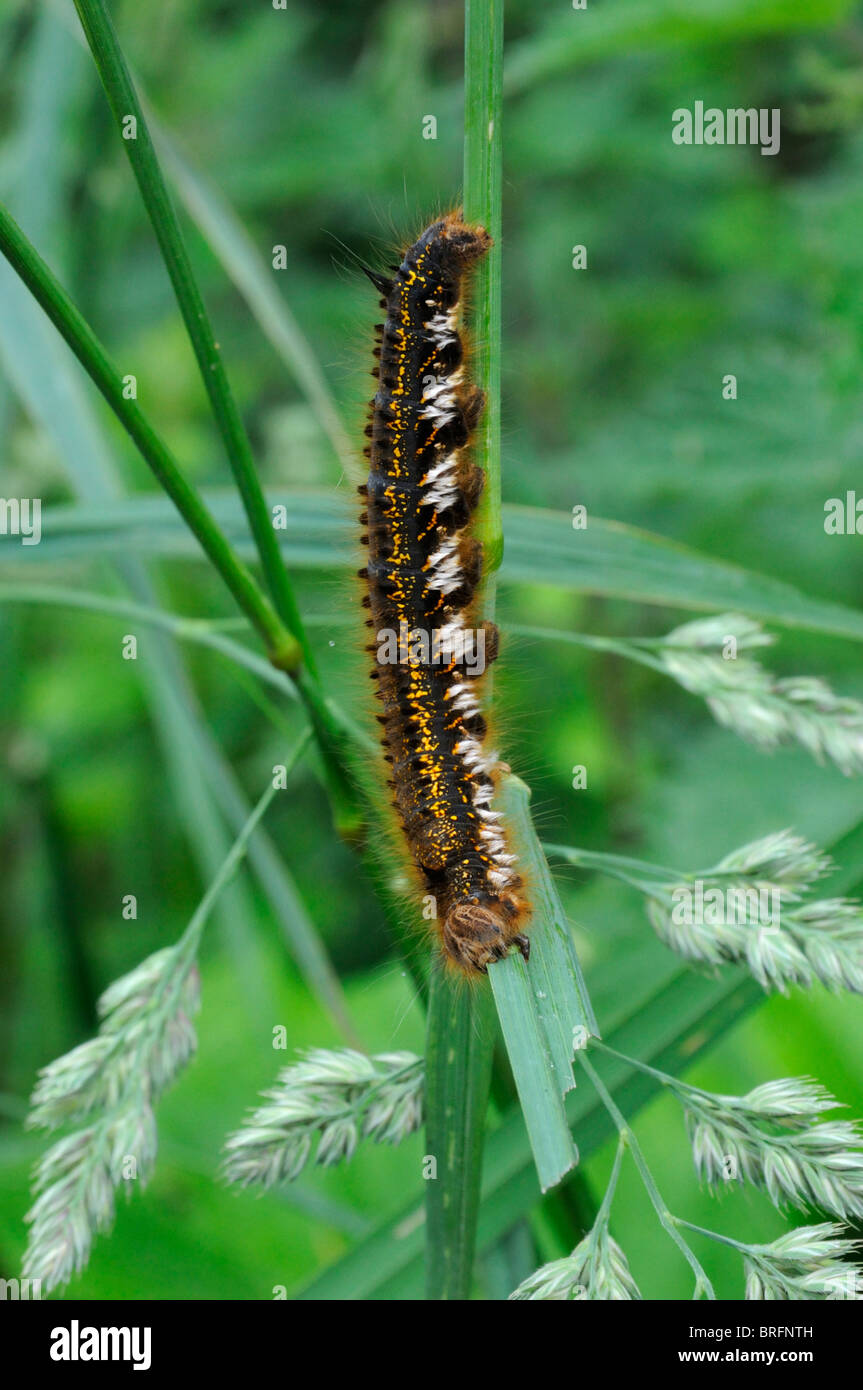 The large caterpillar of the Drinker Moth (Philudoria potatoria) Stock Photo
