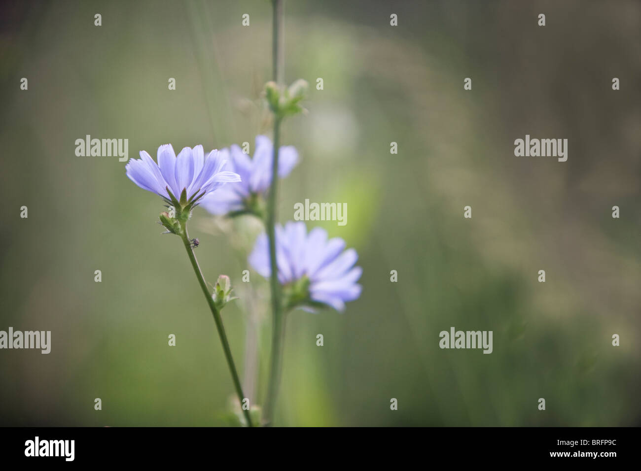 Chicory is a common blue wildflower plant growing on waste ground and roadsides Stock Photo