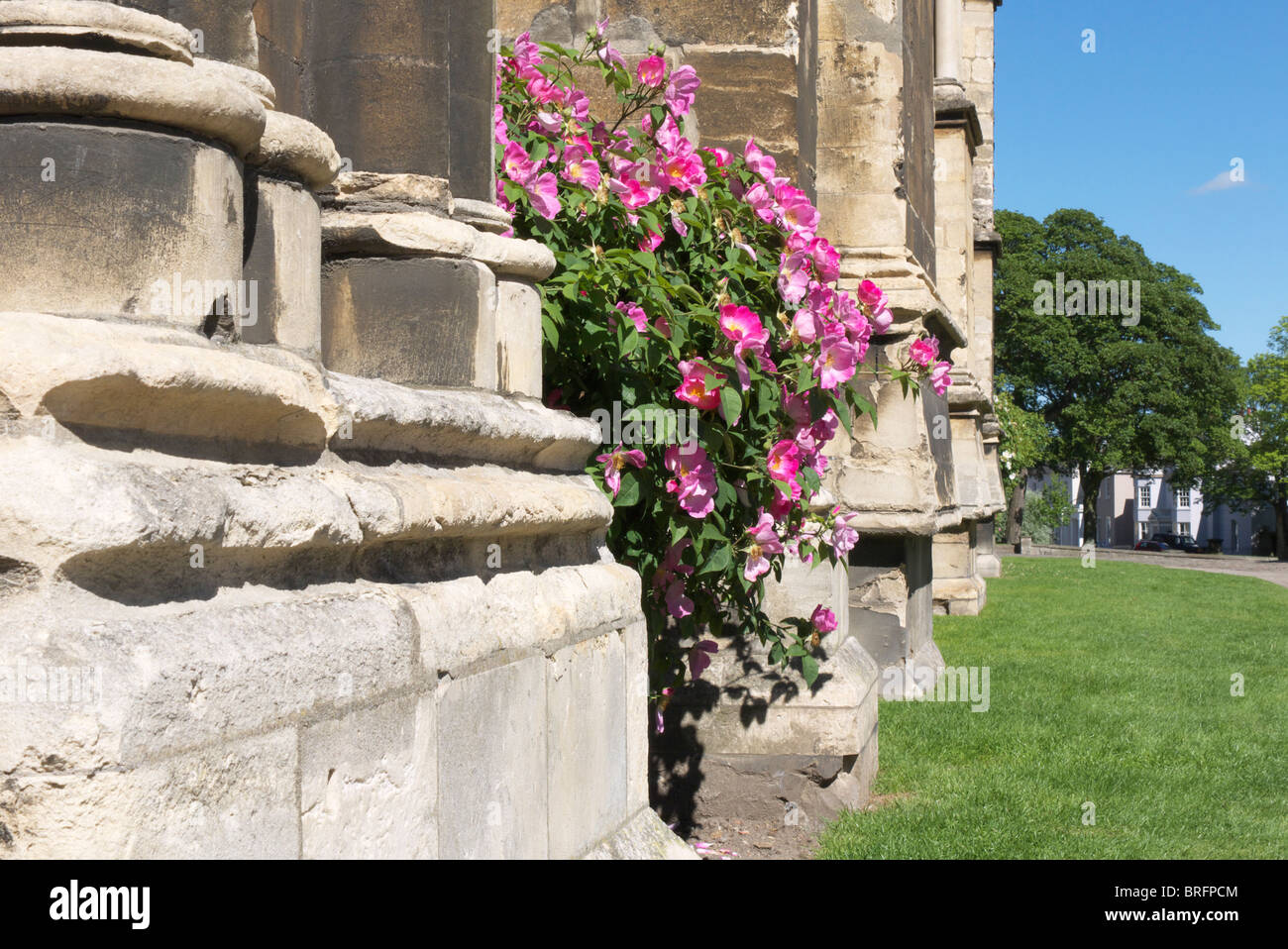A reach display of Roses fall from the side of Lincoln Cathedral Stock Photo