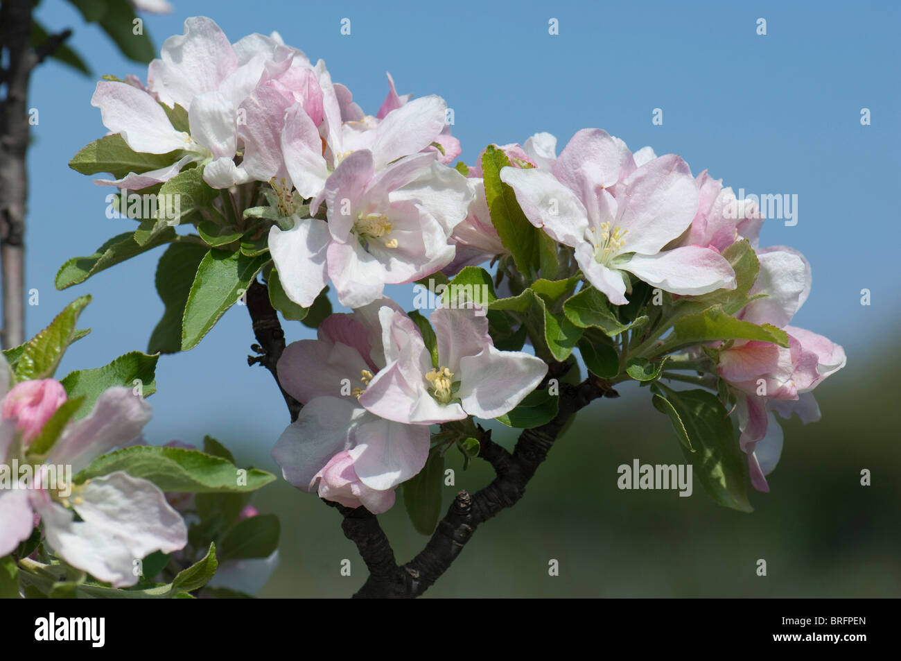 Domestic Apple (Malus domestica), flowering twig. Stock Photo