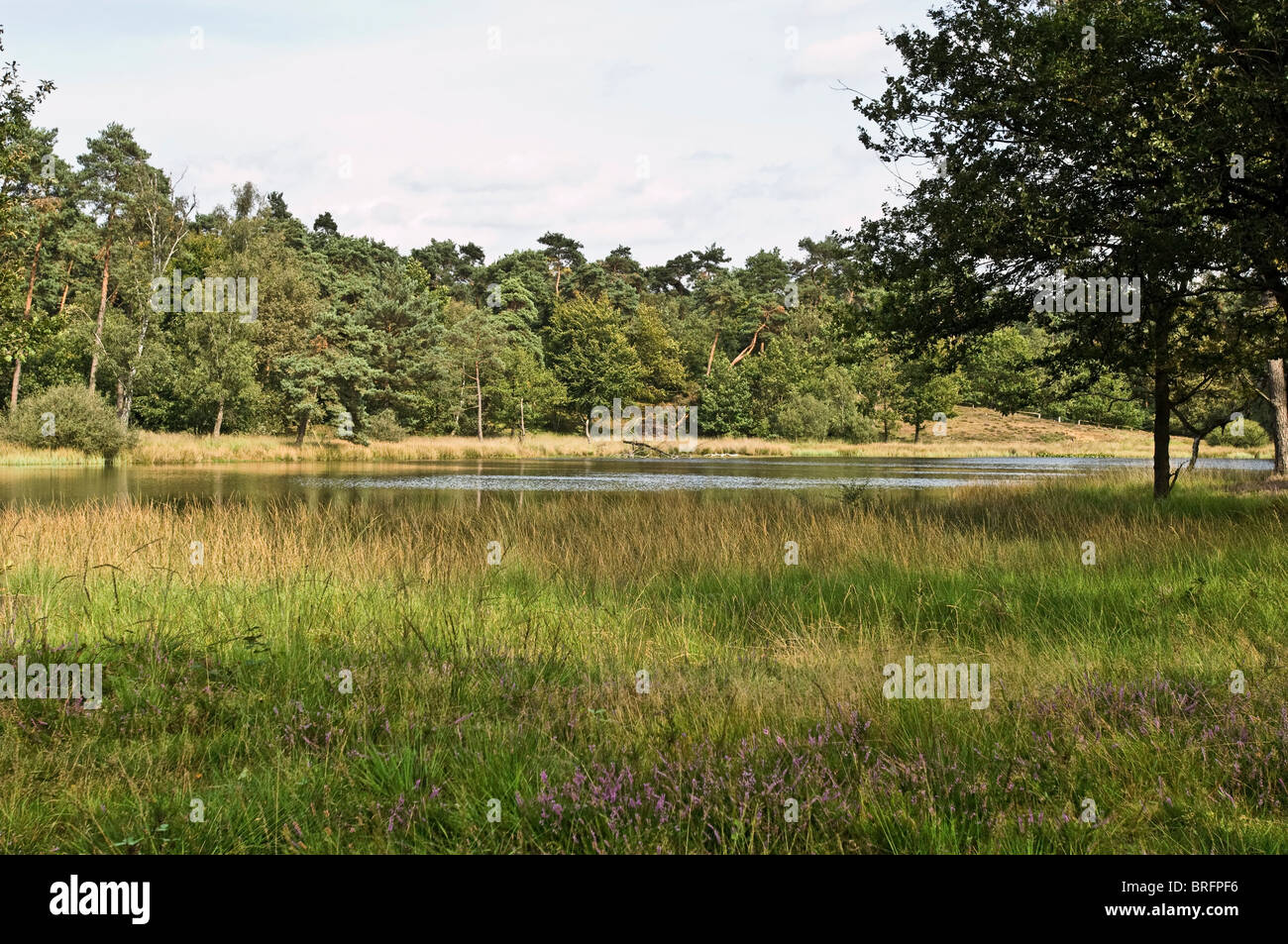 Schwarzes Wasser Black Water is a swampland near by Wesel city North Rhine-Westphalia Germany Stock Photo