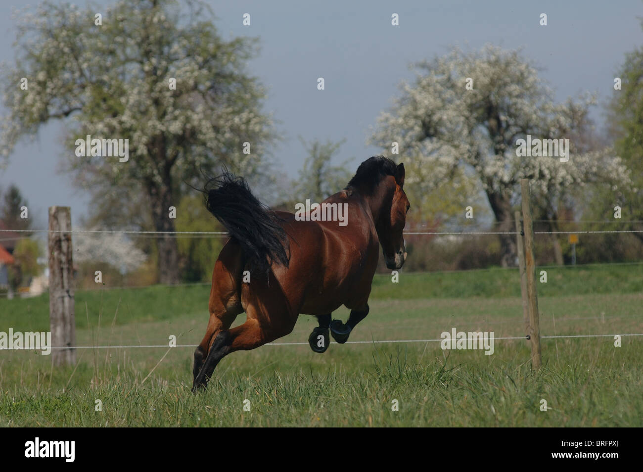 galloping pony Stock Photo