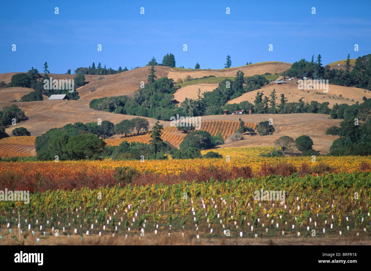 Boonville california usa vineyard landscape hires stock photography