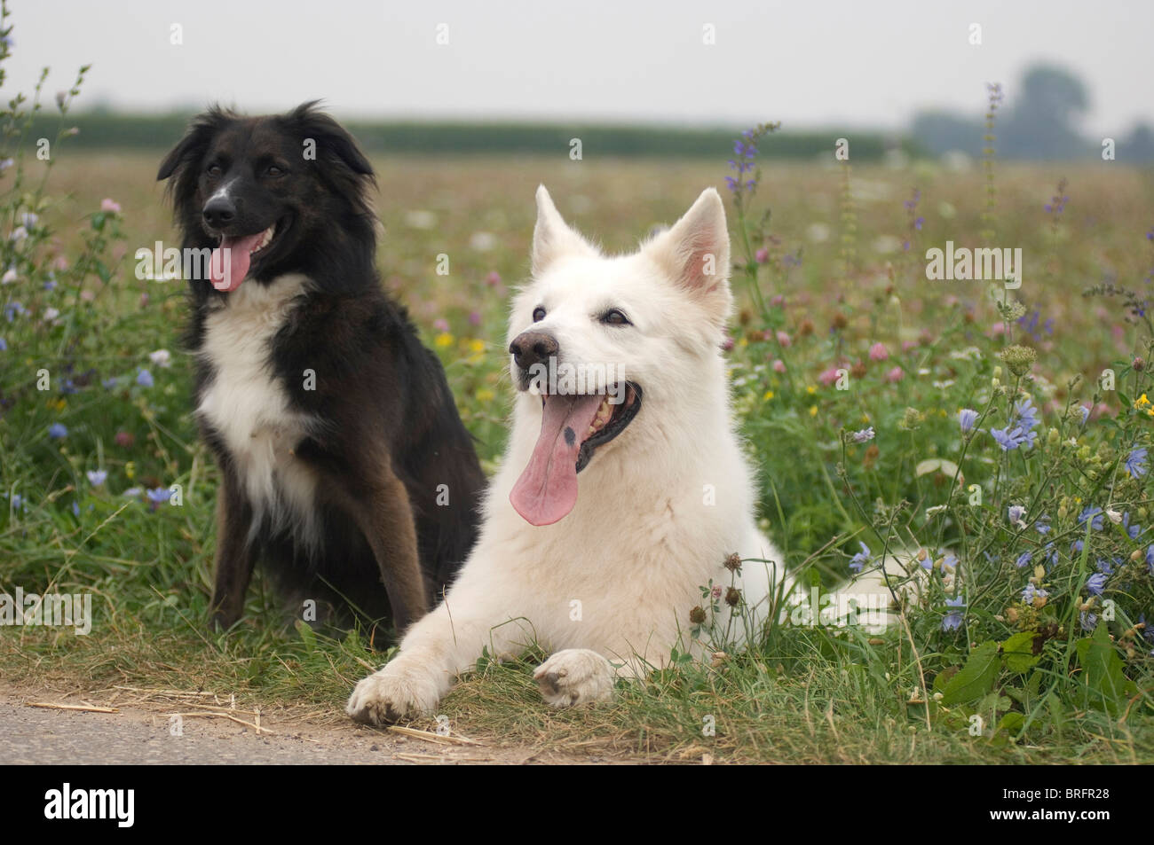 White Swiss Shepherd and Border Collie Stock Photo - Alamy