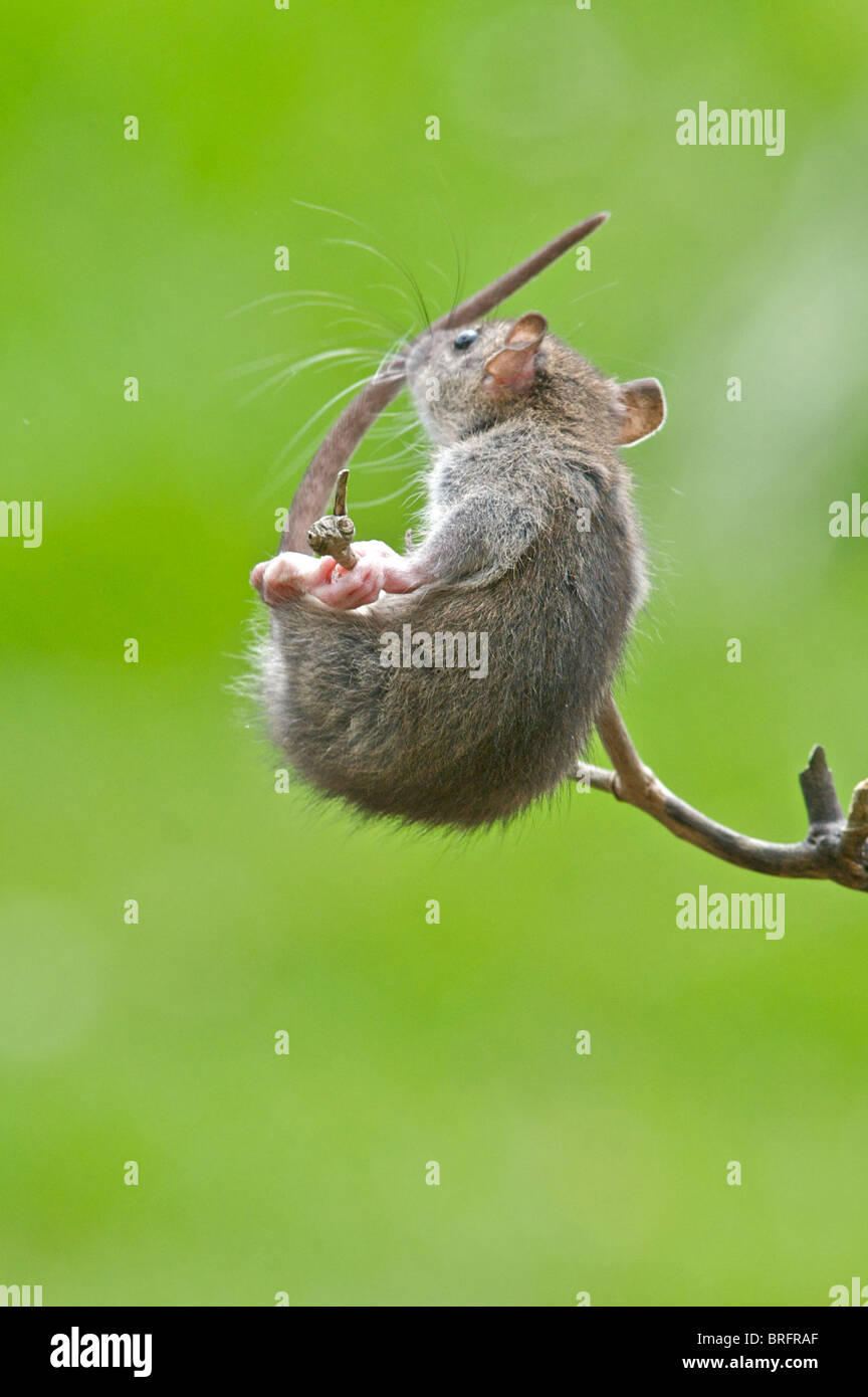 A resourceful young rat displays all the skills of an acrobat while climbing up a branch to reach the food on a bird table. Stock Photo