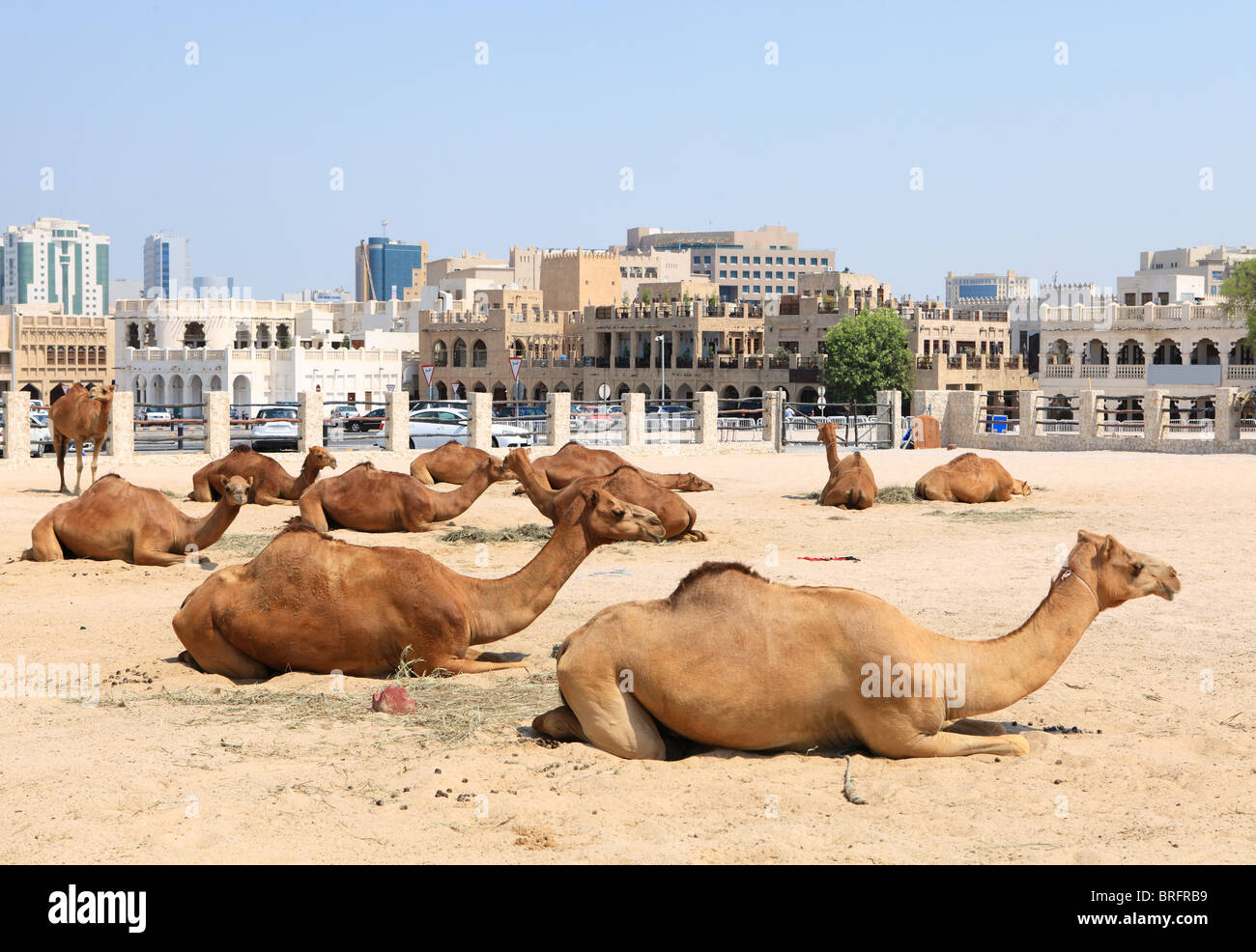 Camels resting in a compound in central Doha, Qatar, with the main souq