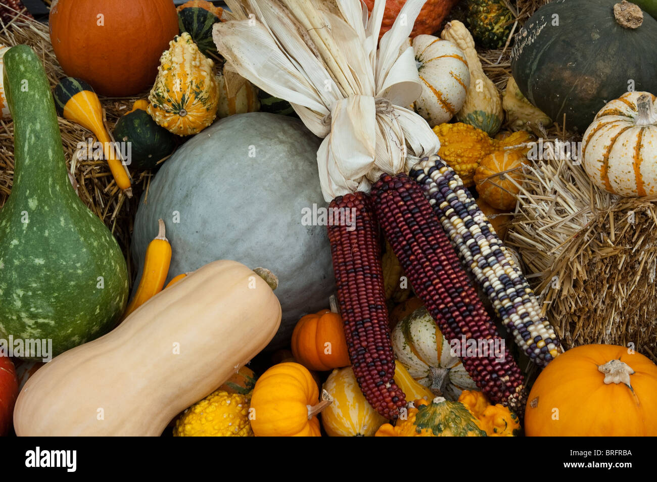 Corn, Gourds and squash in horizontal arrangement on straw bales Stock