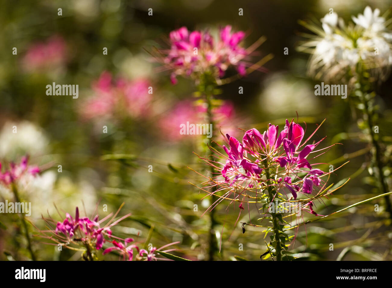 Spider Flower, Cleome hassleriana 'Pink Queen', in bloom Stock Photo