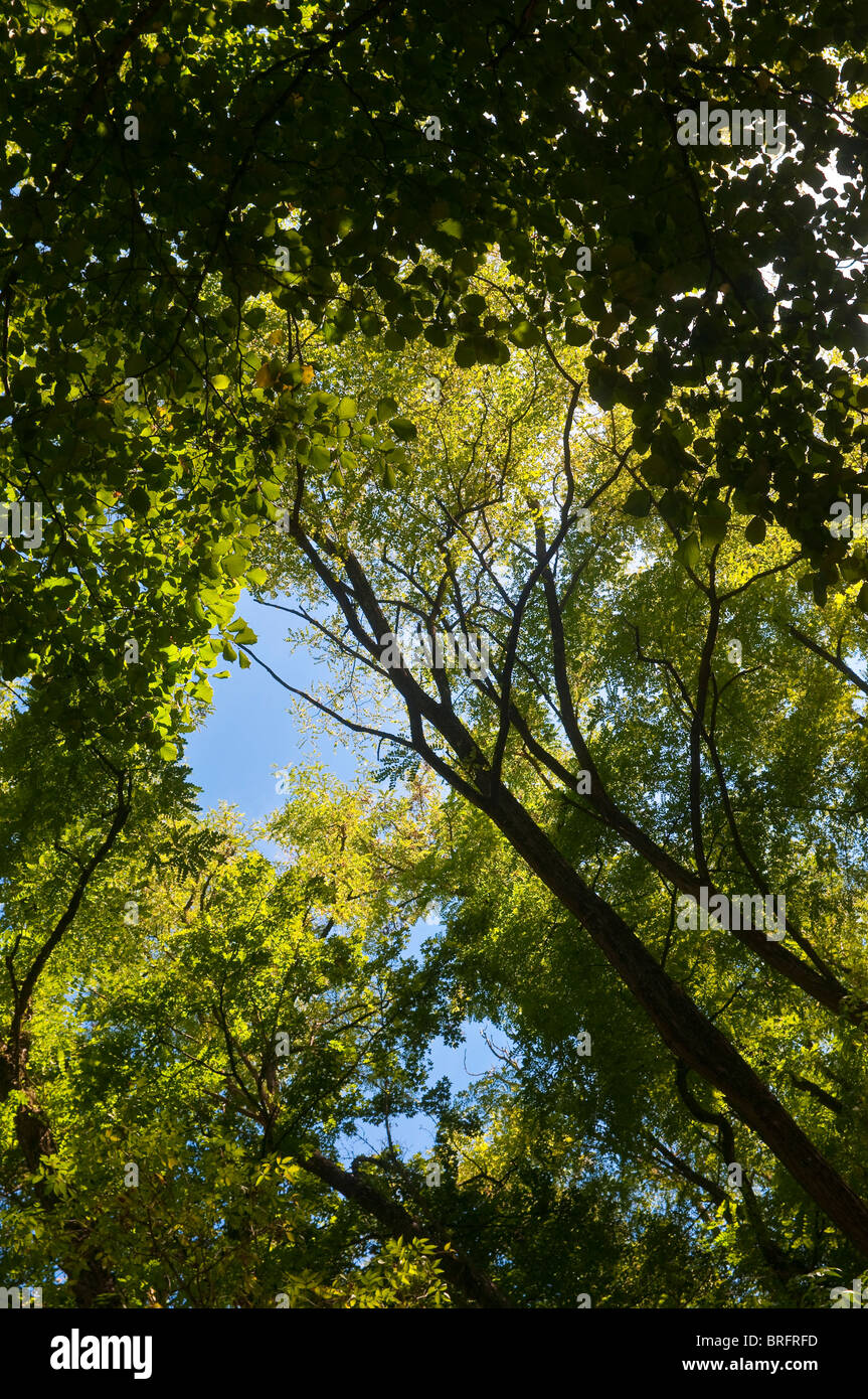 Canopy of mixed woodland - Indre-et-Loire, France. Stock Photo
