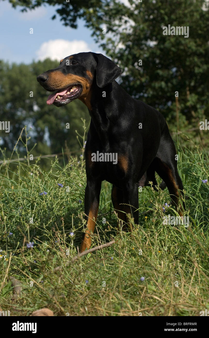 Dobermann Pinscher Stock Photo