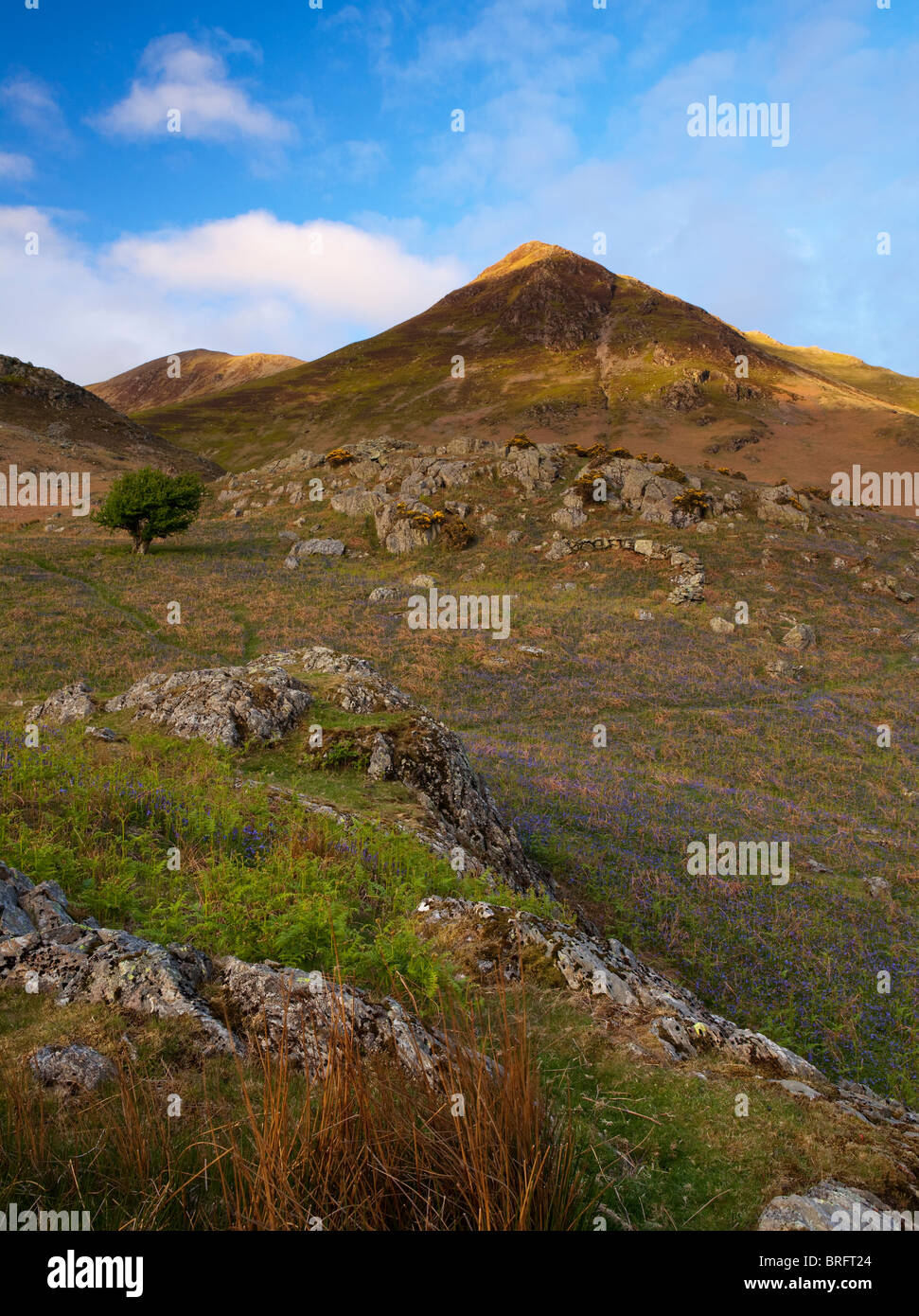 Rannerdale Blebells with Whiteless Pike beyond Stock Photo