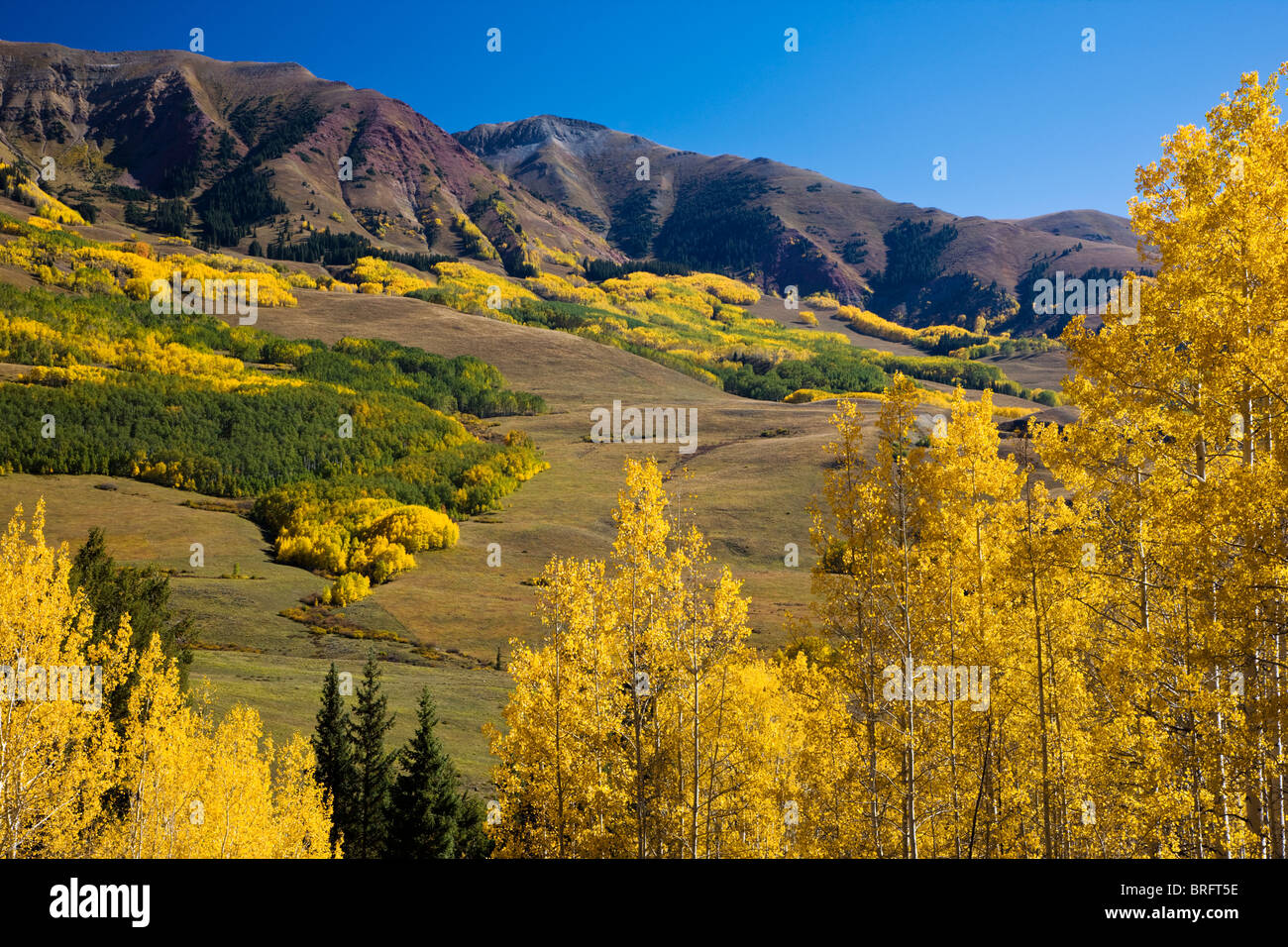 Golden aspen hi-res stock photography and images - Alamy