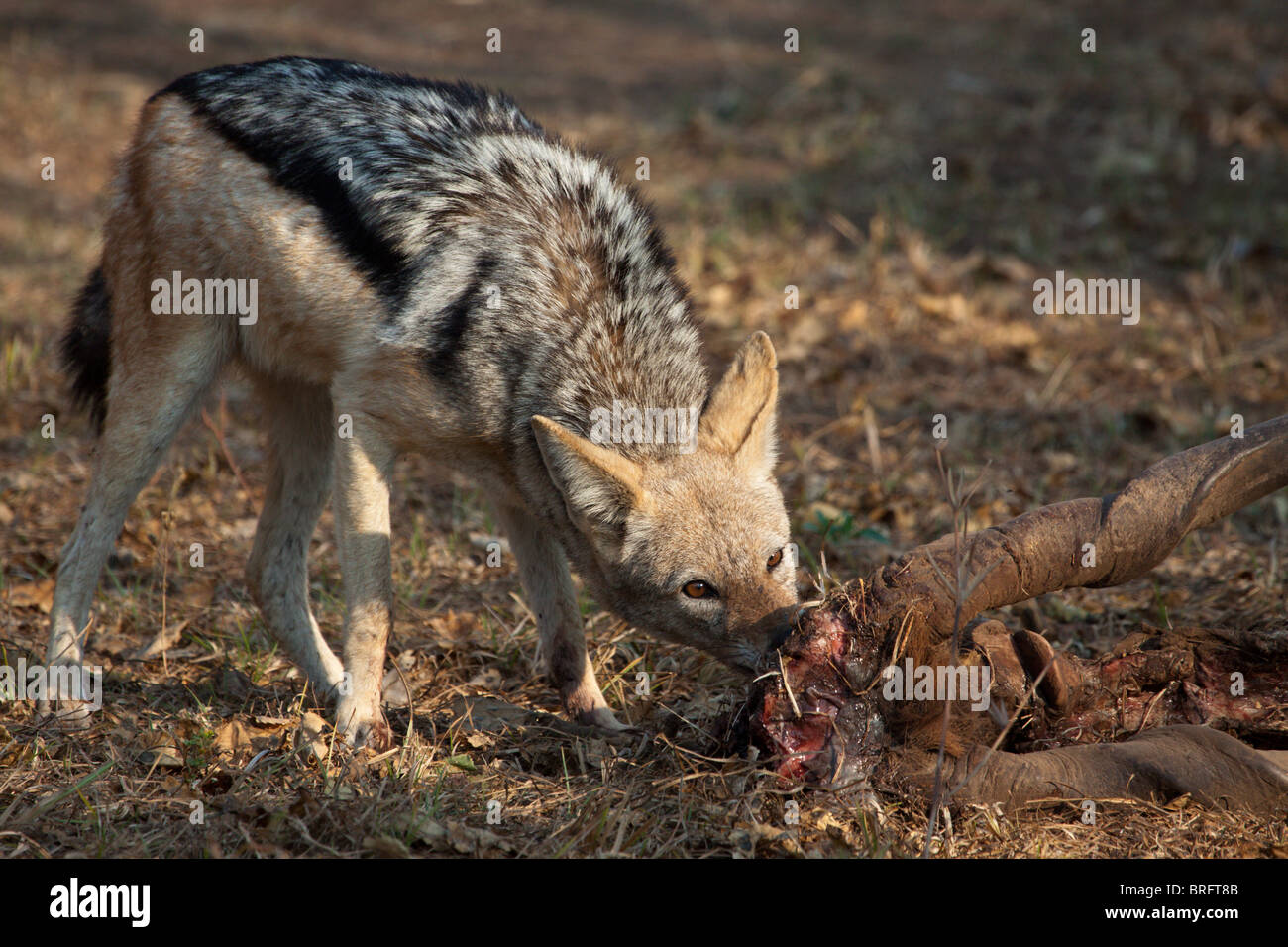 Black backed jackal tears meat from remains of an Eland skull Stock Photo