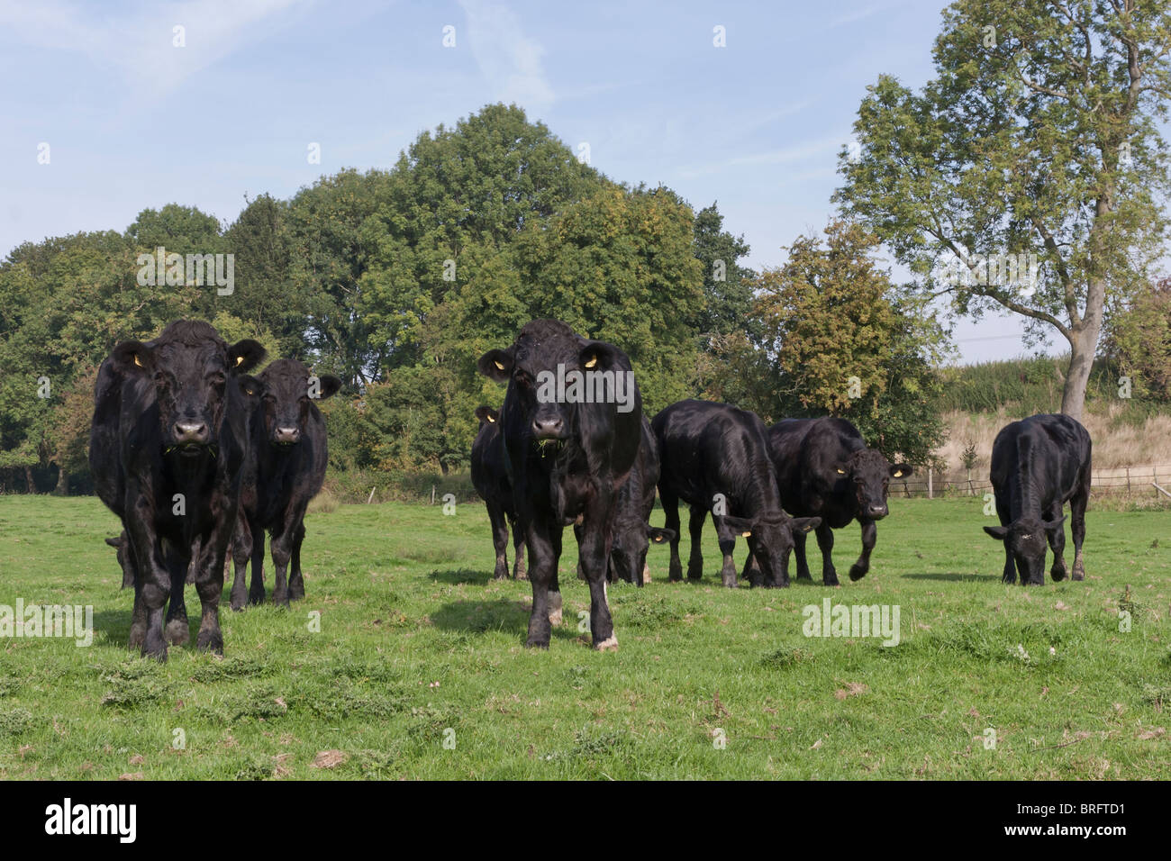 Black Steer Farm Animals in Field. Livestock Stock Photo