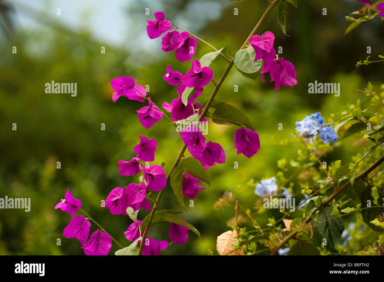 Bougainvillea and Cape Leadwort, Plumbago auriculata, in flower Stock Photo