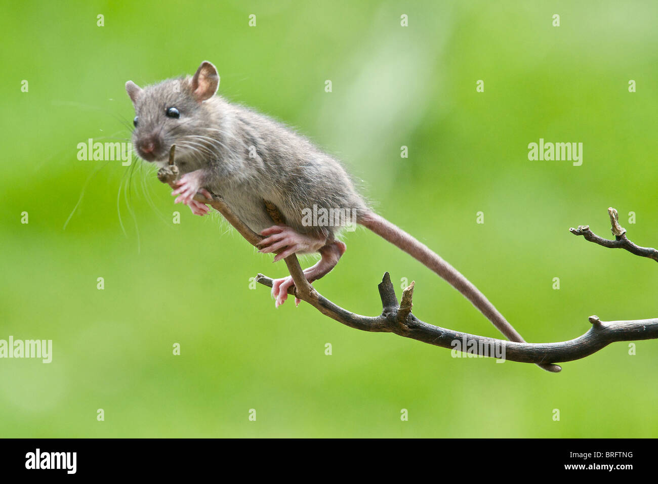 Rat on bird table hi-res stock photography and images - Alamy