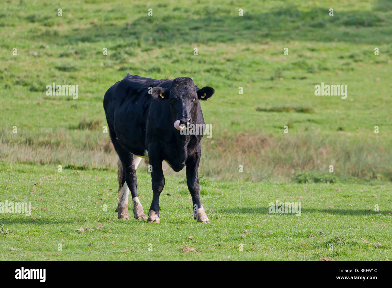 Black  Steer Farm Animal in Field Livestock Stock Photo