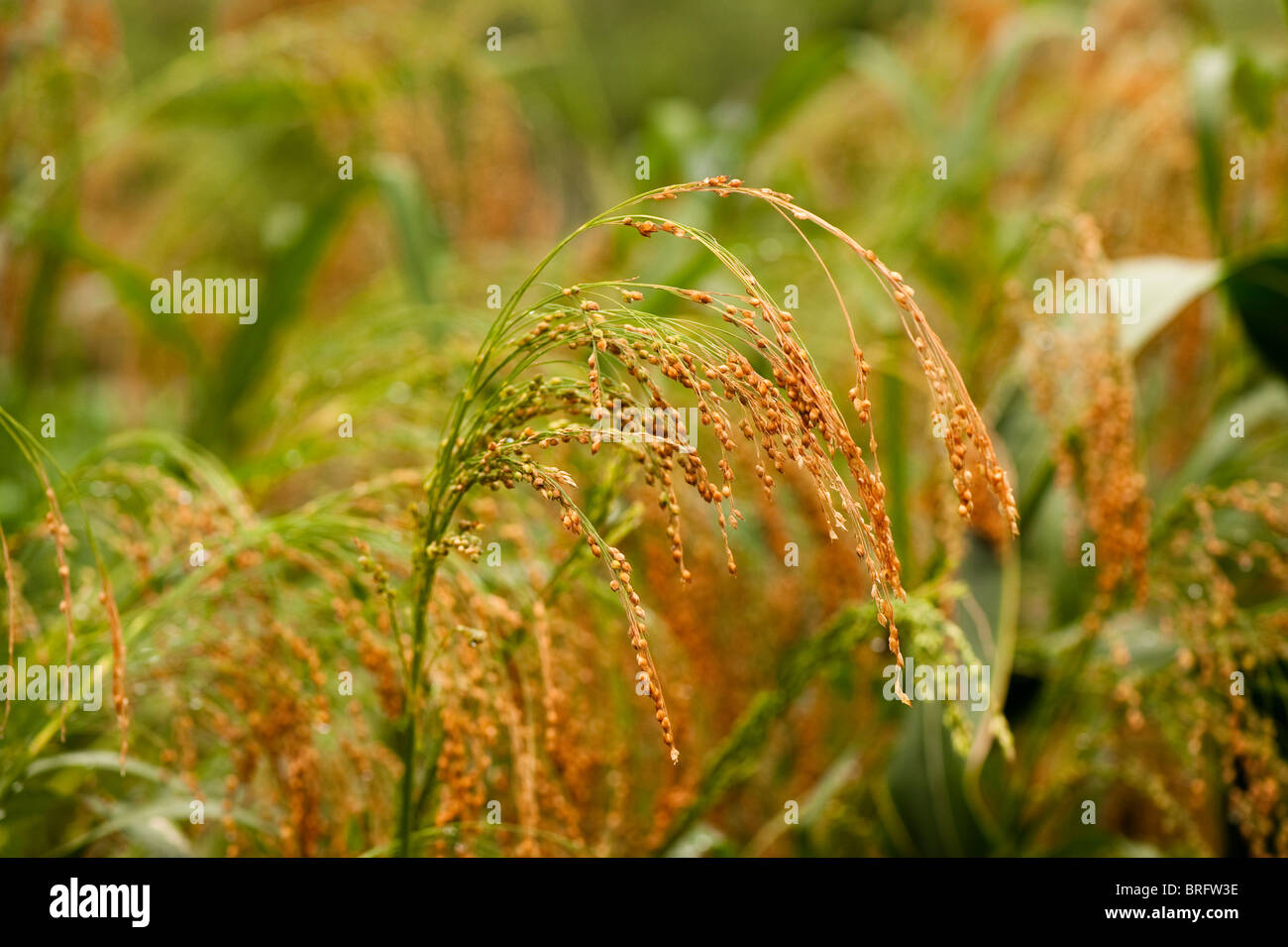 Proso millet, Panicum miliaceum, growing at The Eden Project in Cornwall, United Kingdom Stock Photo