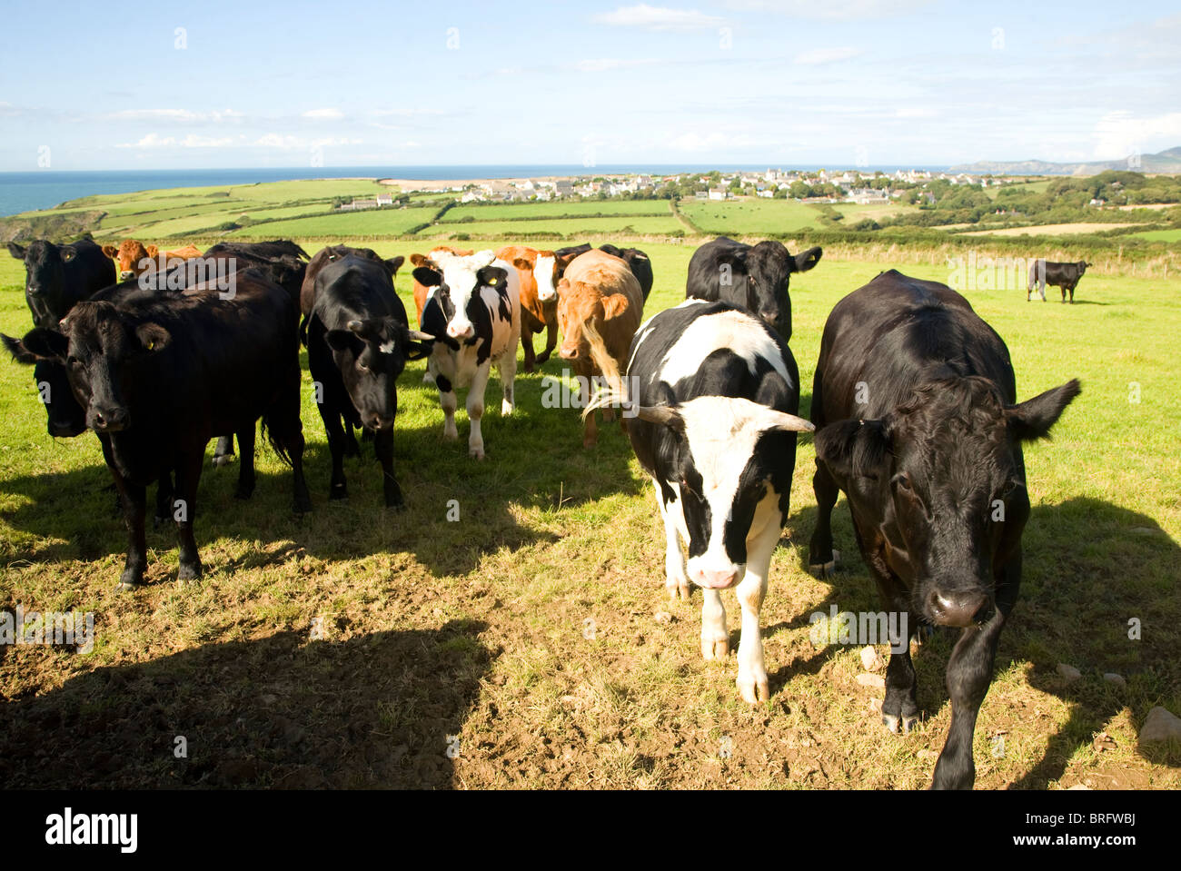 Cattle in field near village of Trefin, Pembrokeshire, Wales Stock Photo