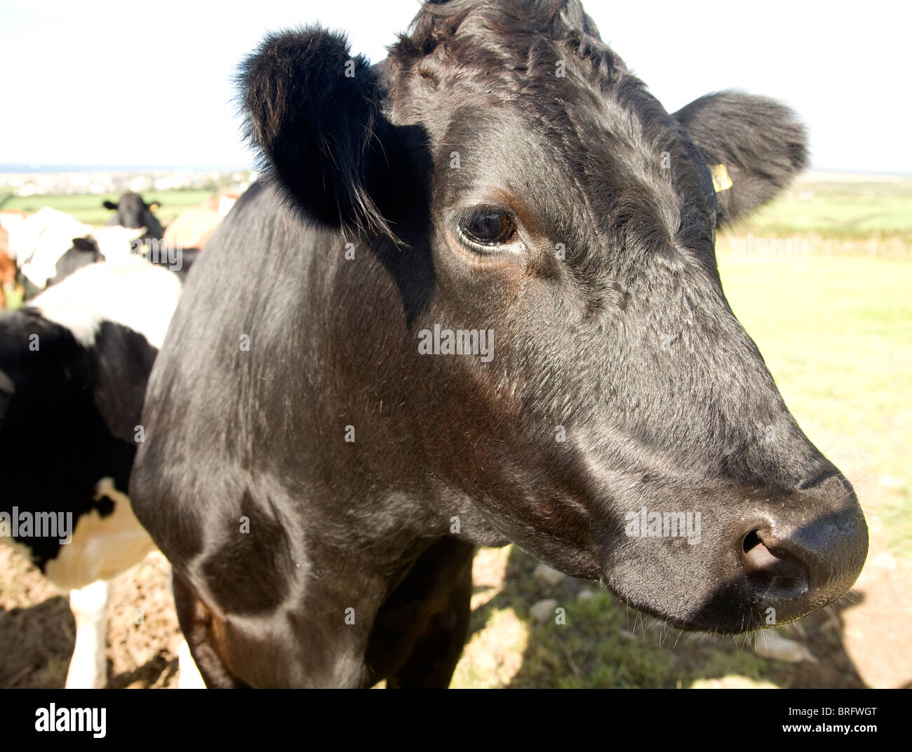 Cow head High Resolution Stock Photography and Images Alamy