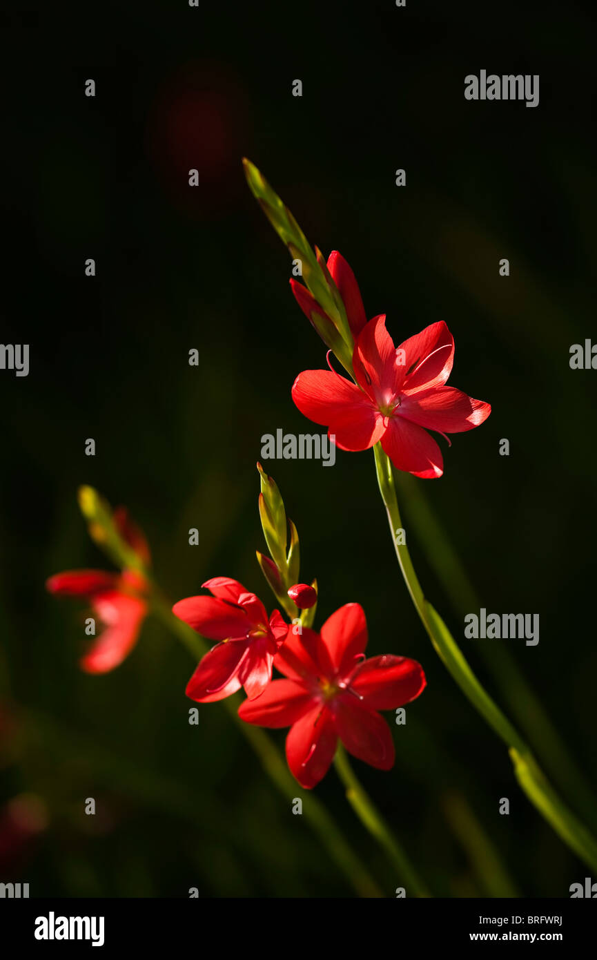 Kaffir Lily, Schizostylis coccinea 'Viscountess Byng' Stock Photo
