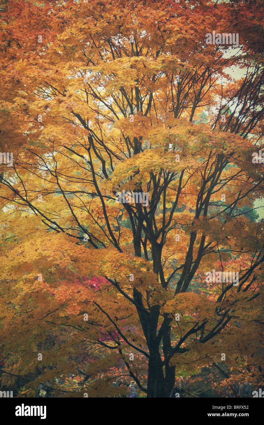 orange autumn tree Stock Photo