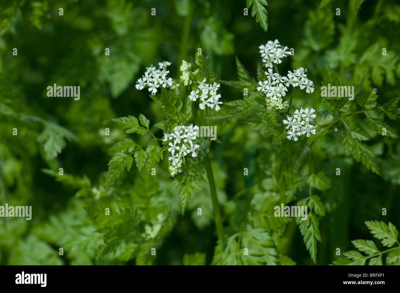 Chervil (Anthriscus cerefolium), flowering. Stock Photo