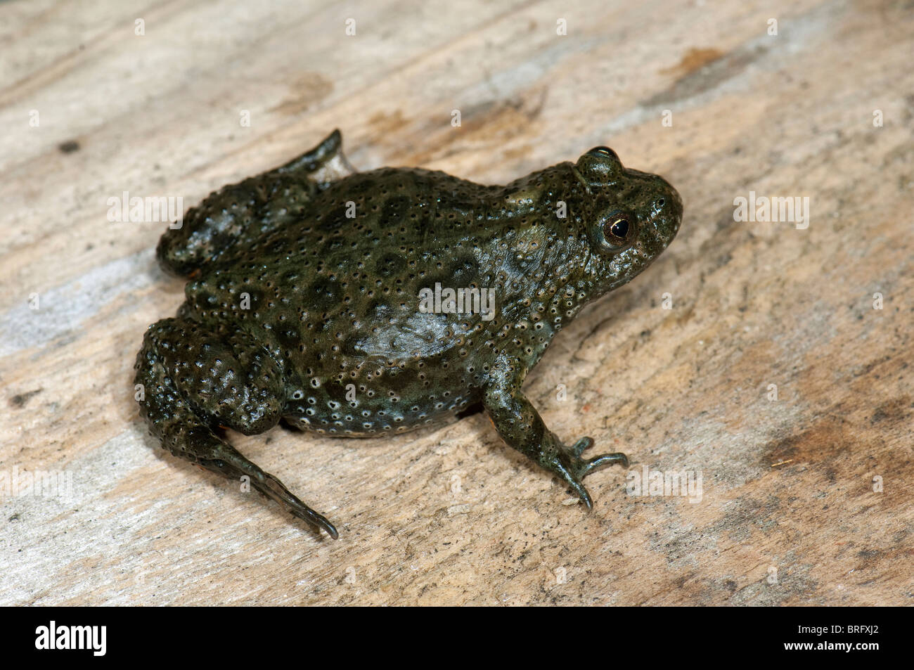 European Fire-bellied Toad (Bombina bombina) on wood. Stock Photo