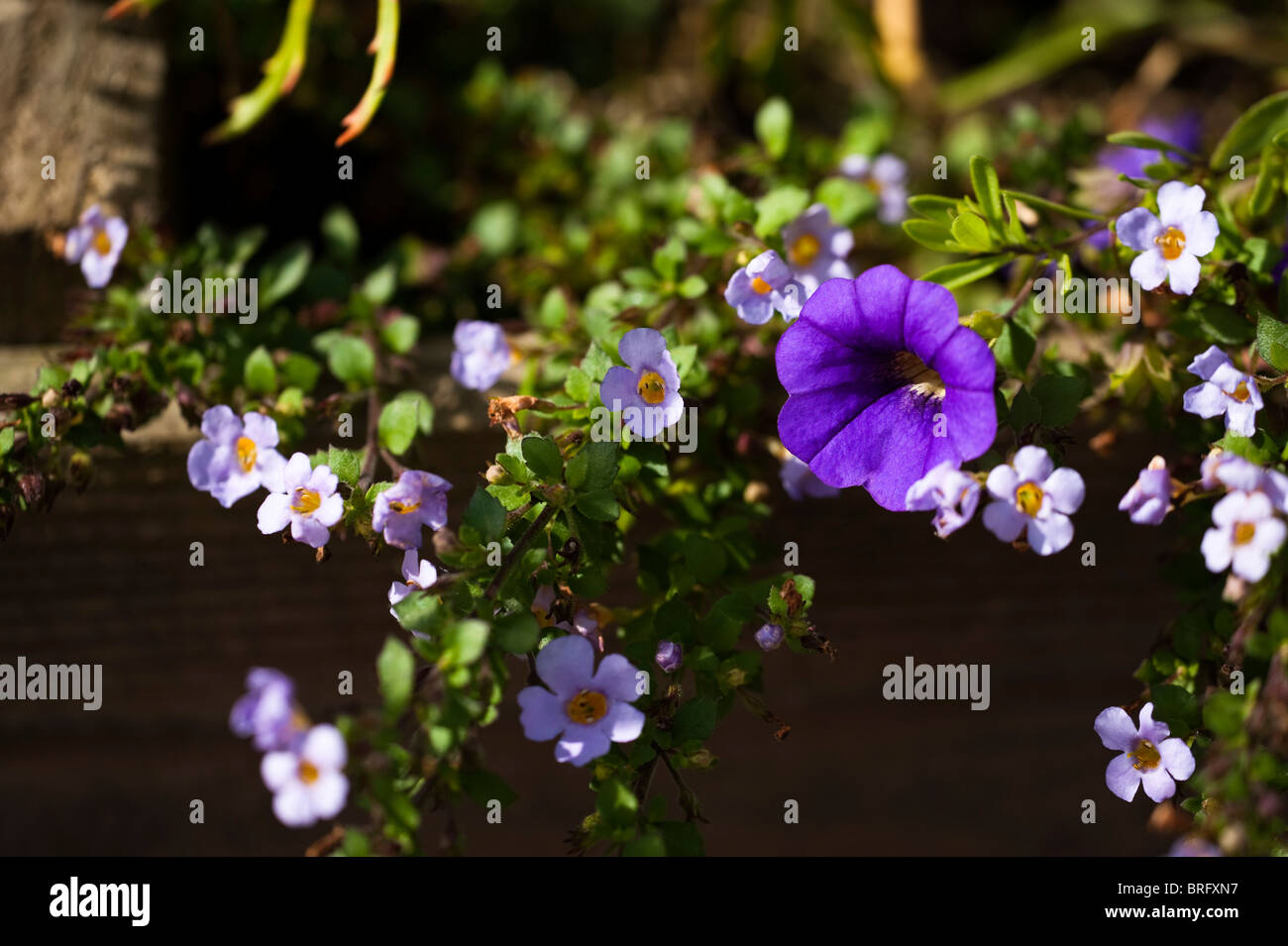 Colourful display of Summer bedding plants in a container Stock Photo