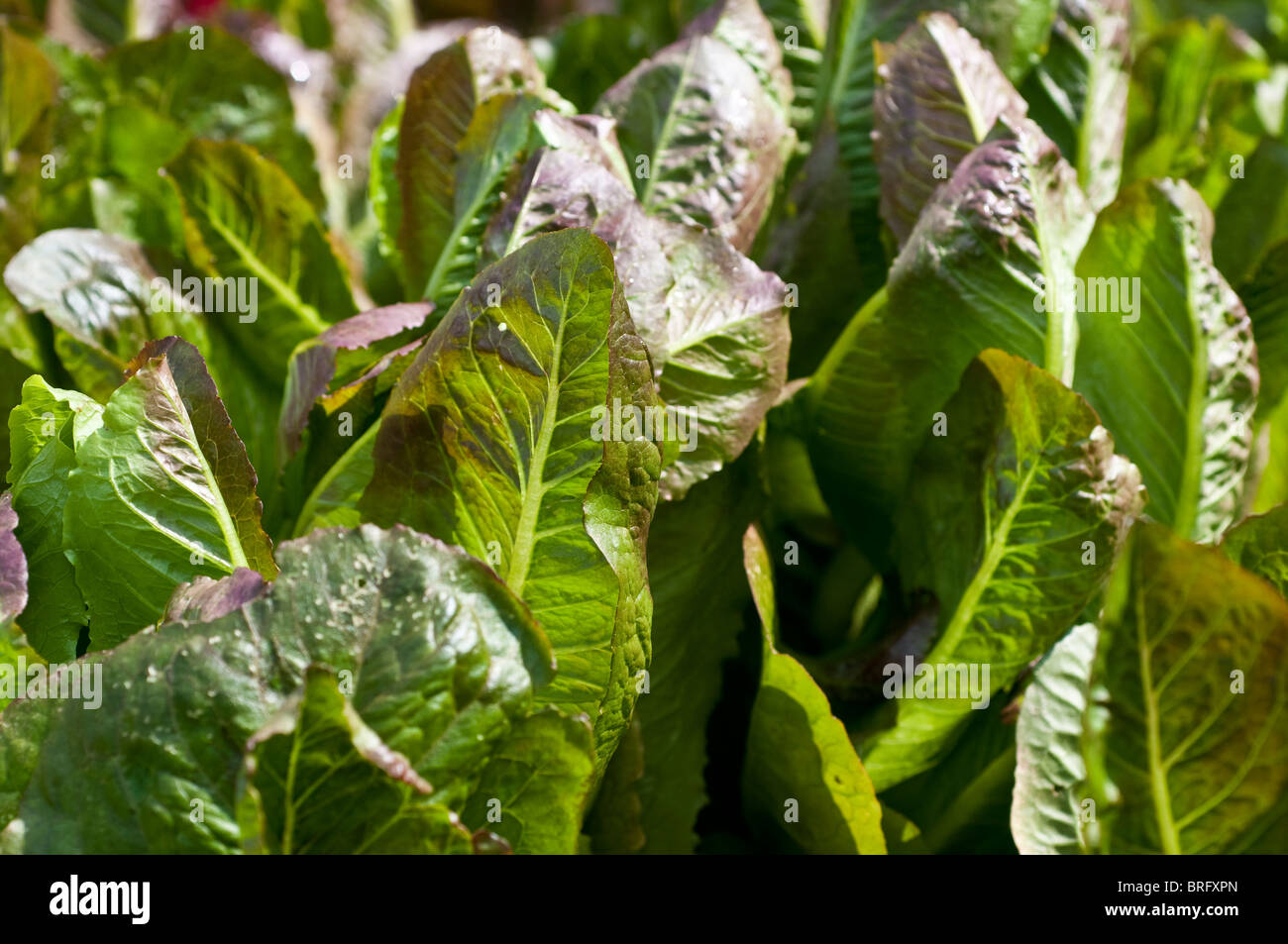 Cos Lettuce RUSTY Stock Photo