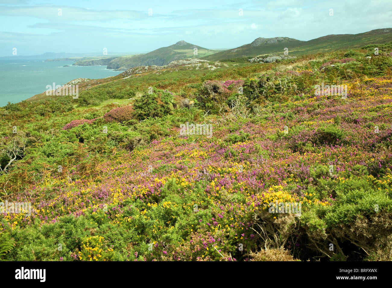 View north to Penberry from near Carn Llidi, St David's, Pembrokeshire, Wales Stock Photo
