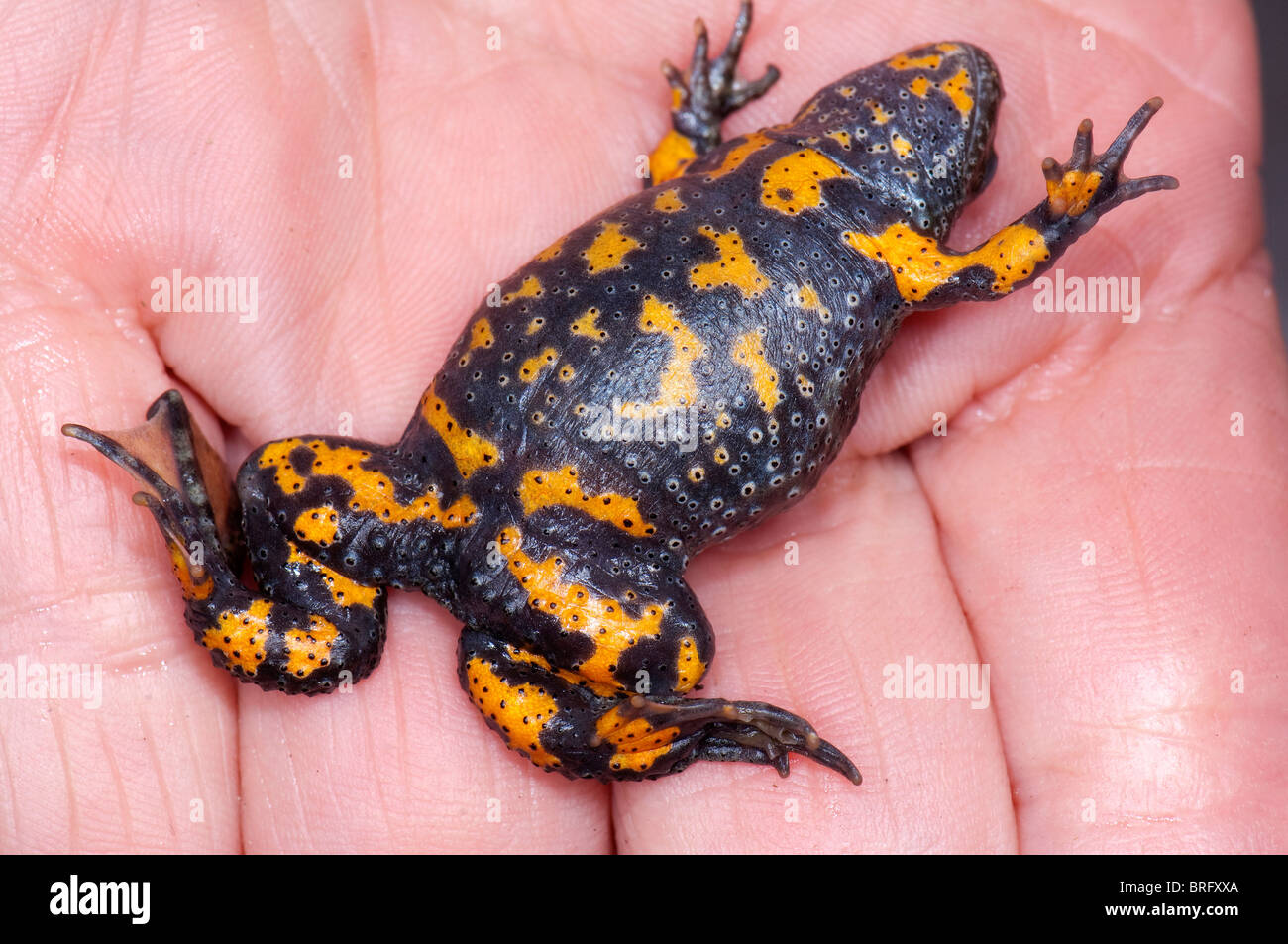 European Fire-bellied Toad (Bombina bombina) lying on its back in a hand to show warning colors Stock Photo