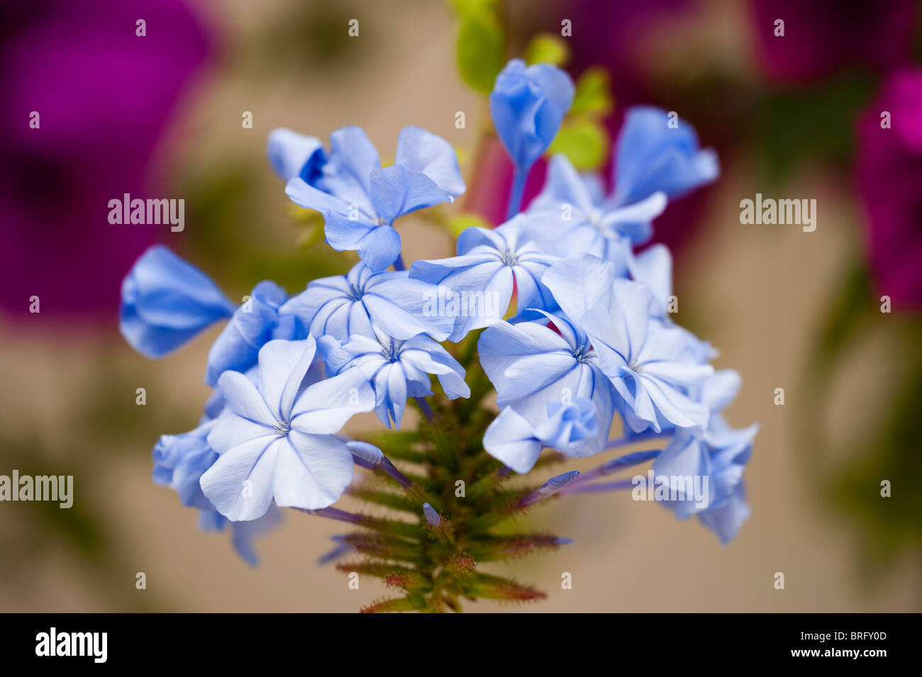 Cape Leadwort, Plumbago auriculata, in flower Stock Photo