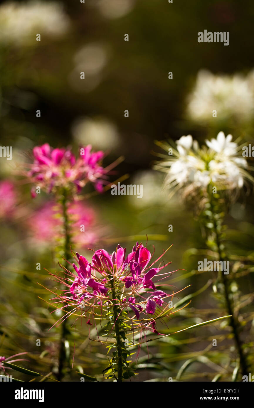 Spider Flower, Cleome hassleriana 'Pink Queen', in bloom Stock Photo